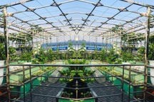 Hà Nội: Khu vườn sân thượng sum suê rau trái, nổi tiếng khắp mạng xã hội