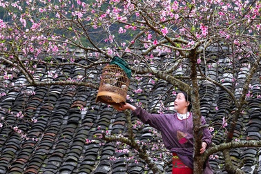 Nét xuân trên cao nguyên đá