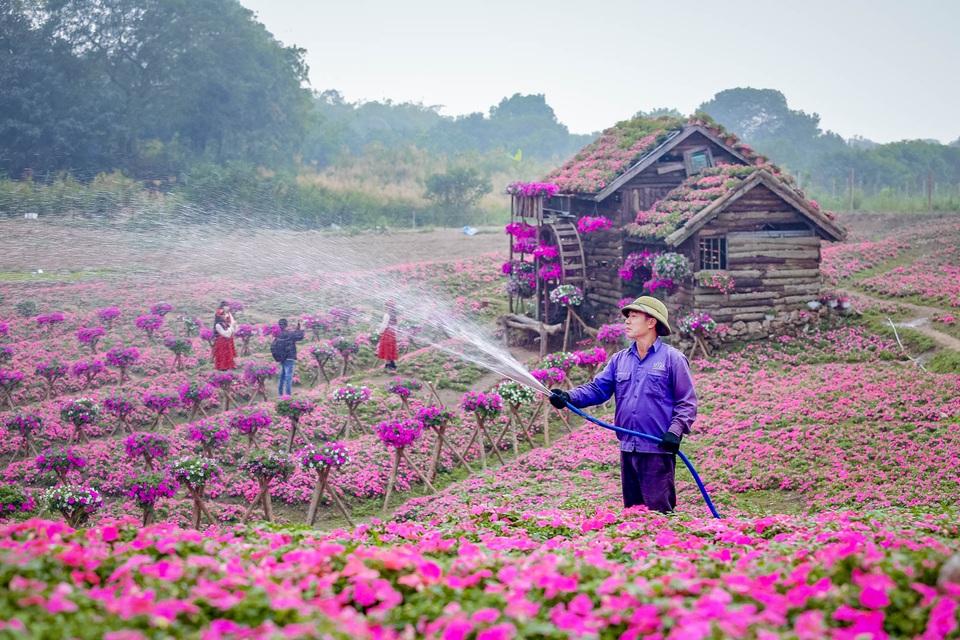Đồi hoa ngọc thảo hồng đẹp như tranh vẽ tại Hà Nội - 3 Đồi hoa ngọc thảo hồng đẹp như tranh vẽ tại Hà Nội - 3