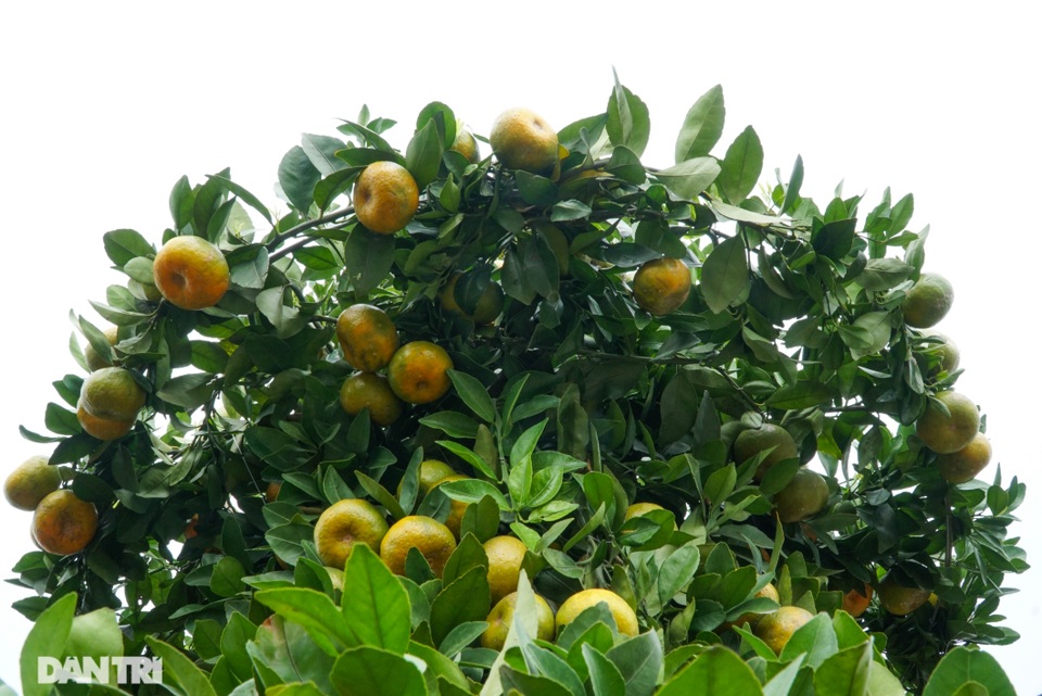 Chiêm ngưỡng vườn quýt lục bình khủng chuẩn bị cho Tết Tân Sửu - 5 Chiêm ngưỡng vườn quýt lục bình khủng chuẩn bị cho Tết Tân Sửu - 5