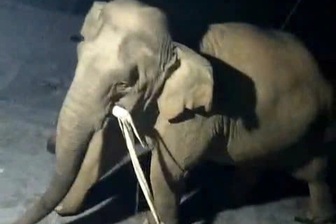 Voi hoang dã vào tận bếp nhà dân tìm muối trong đêm