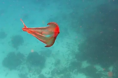 Loài bạch tuộc con đực nhỏ hơn con cái 10.000 lần, nhưng cực kỳ "hung hãn"