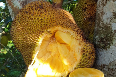 Đi viện cấp cứu vì ăn quá nhiều mít mật