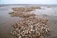 Ngao chết trắng đồng ngày giáp tết