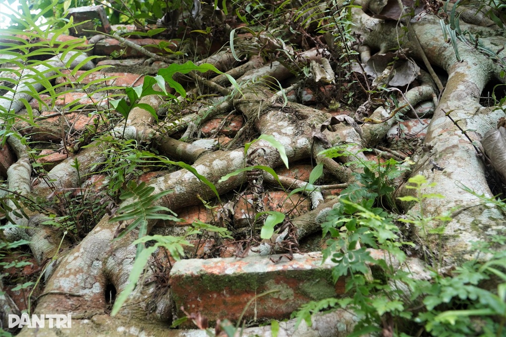 Độc đáo cây bồ đề cổ thụ ôm trọn tháp am ở ngôi đền hơn 300 tuổi - 8 Độc đáo cây bồ đề cổ thụ ôm trọn tháp am ở ngôi đền hơn 300 tuổi - 8