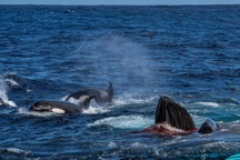 Video: Màn săn mồi "đẫm máu" của hơn 60 cá voi sát thủ