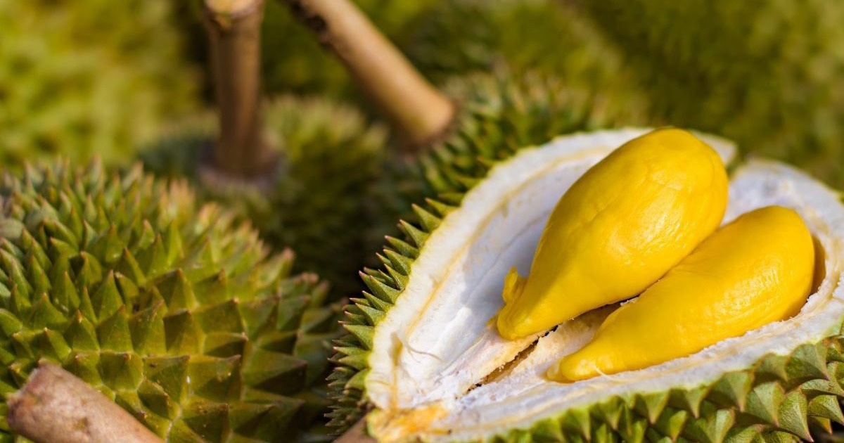 Sau Rae Trái sầu riêng: Không phải ai cũng thích nhưng vô cùng bổ dưỡng | Báo ...