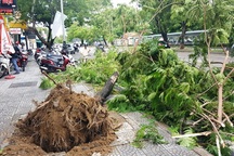 Cây đổ la liệt sau bão số 4, mưa ngập nhiều nơi