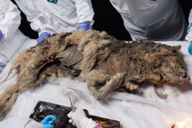 Mổ xẻ xác ướp chó sói cổ đại bị nhốt 44.000 năm trong băng vĩnh cửu