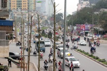 Vì sao Hà Nội trồng lát hoa thay gỗ mỡ trên đường Nguyễn Chí Thanh?