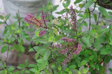 Làm nước súc miệng từ những loại lá cây thảo mộc dễ tìm