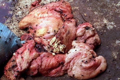 Hà Nội: Kinh hoàng cơ sở chế biến mỡ bẩn, đầy ruồi nhặng