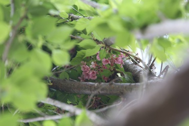 Tập kết cả trăm cây hoa anh đào ở Công viên Thống Nhất để làm gì?