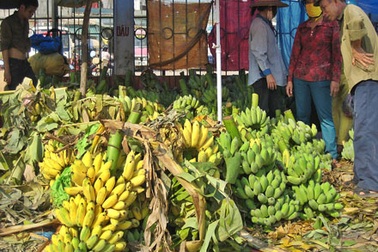 Não lòng vì chuối chín sớm