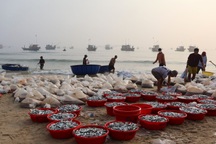 Ngư dân lao ra biển kiếm 800 triệu đồng, người ở nhà cũng... không kịp thở