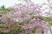 Đường hoa kèn hồng tuyệt đẹp ở Sóc Trăng đến mùa khoe sắc