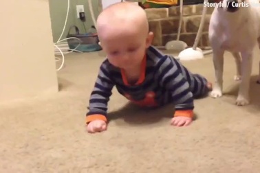Khoảnh khắc đáng yêu chú chó dạy cho em bé cách để bò