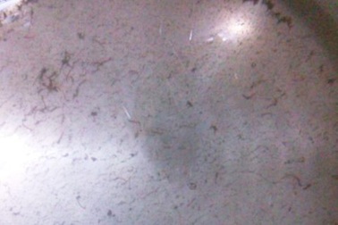 Người dân hoang mang vì trong nước sạch có… sinh vật lạ