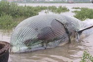 Kéo xác cá voi dài gần 10m vào bờ