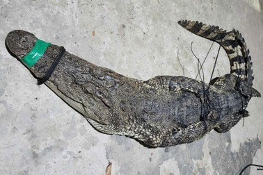 Người dân giao nộp cá sấu nặng 37kg cho đồn biên phòng ở Tây Ninh