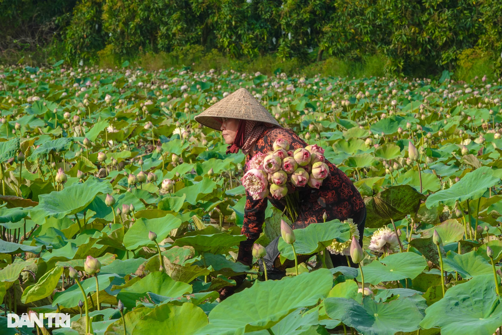 Trồng loại sen to như cái quạt, trai đẹp giúp mẹ kiếm tiền triệu mỗi ngày - 2 Trồng loại sen to như cái quạt, trai đẹp giúp mẹ kiếm tiền triệu mỗi ngày - 2