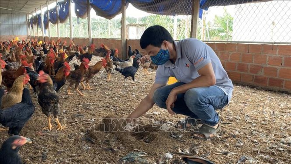 Mô hình nuôi gà trên đệm lót sinh học cho thu nhập 400 triệu đồng/năm - 1 Mô hình nuôi gà trên đệm lót sinh học cho thu nhập 400 triệu đồng/năm - 1