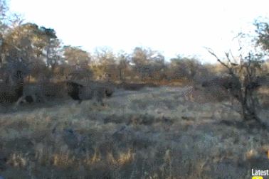 Sư tử thoát chết nhờ sự giúp sức của trâu rừng