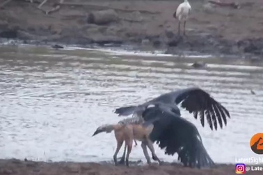 Hãi hùng với cảnh chó rừng lưng đen “hạ gục” cò khổng lồ