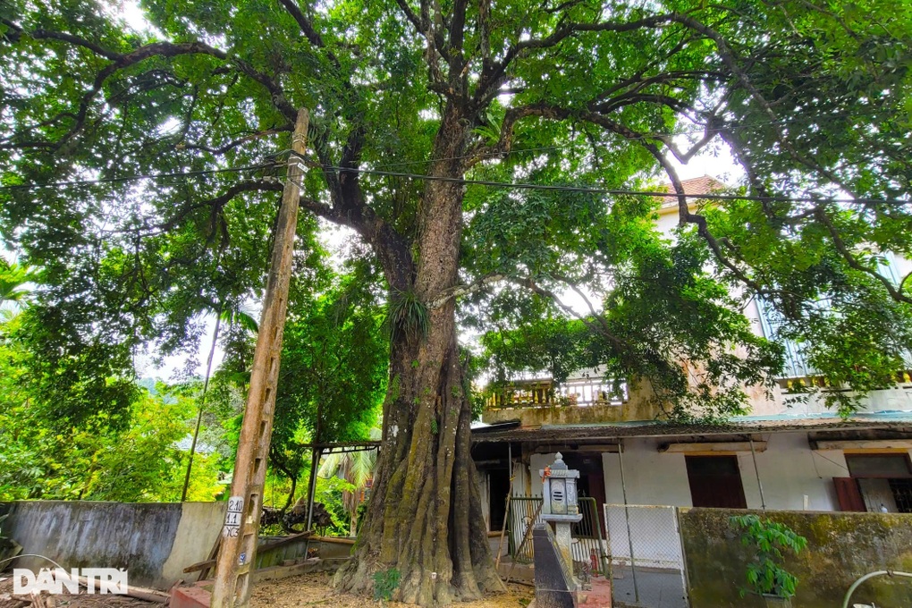 Cây thị 700 năm tuổi được bảo vệ nghiêm ngặt ở Thanh Hóa - 1 Cây thị 700 năm tuổi được bảo vệ nghiêm ngặt ở Thanh Hóa - 1