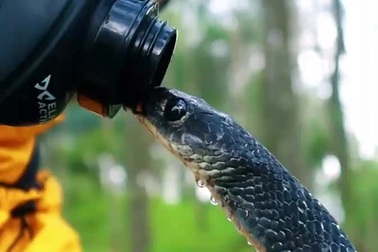 Clip cận cảnh cho thấy cách loài rắn uống nước