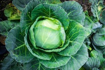 Những lợi ích sức khỏe tuyệt vời của bắp cải