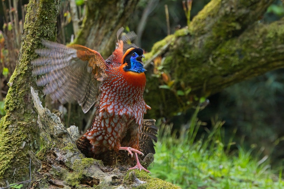 Loài gà lôi có bộ lông đẹp rực rỡ, đối mặt nguy cơ tuyệt chủng tại Việt Nam