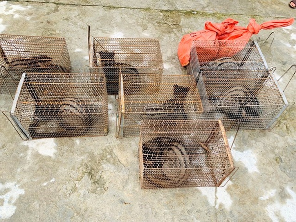 Đi rừng phát hiện ổ động vật quý hiếm, bắt mang về nhà nuôi - 1 Đi rừng phát hiện ổ động vật quý hiếm, bắt mang về nhà nuôi - 1