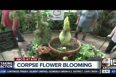 Hàng nghìn du khách “nín thở” chờ hoa xác chết 10 năm 1 lần nở rộ