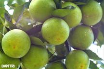 Cải tạo đất đồi thành vườn cây ăn quả, bất ngờ thu lãi cao