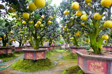Vườn bưởi cảnh Tết tiền tỷ của lão nông Hưng Yên