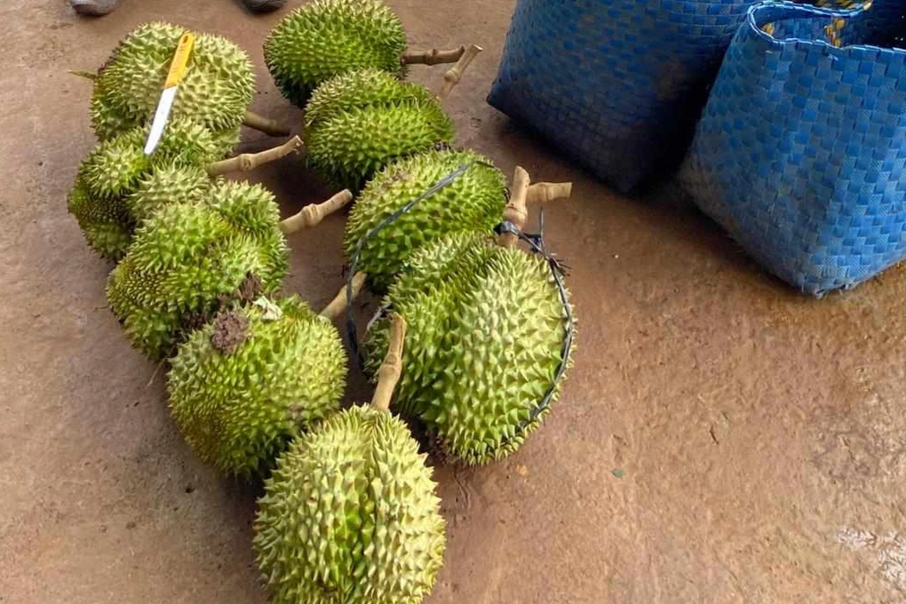 Khởi tố người đàn ông trộm 9 quả sầu riêng - 2 Khởi tố người đàn ông trộm 9 quả sầu riêng - 2