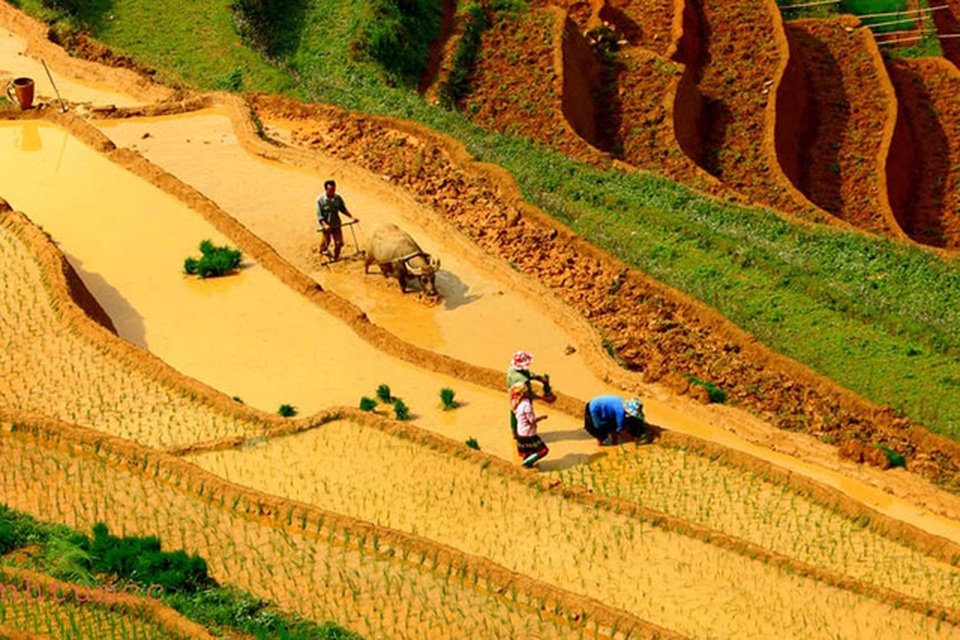 Ngắm ruộng bậc thang Mù Cang Chải đẹp lung linh mùa đổ nước - 9 Ngắm ruộng bậc thang Mù Cang Chải đẹp lung linh mùa đổ nước - 9