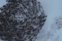 Hàng trăm con tuần lộc tạo thành "vòng xoáy khổng lồ" và nguyên do bất ngờ