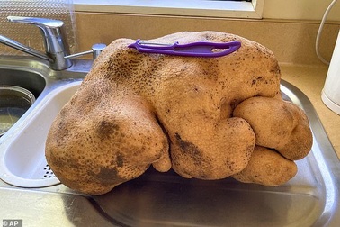 Choáng váng phát hiện ra củ khoai tây khủng nặng 8 kg trong vườn nhà