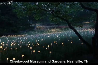 Cánh đồng hoa ...bóng đèn đẹp như chốn thần tiên