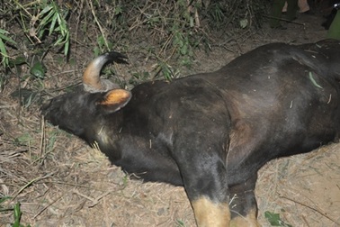 Chưa xác định được nguyên nhân bò tót chết