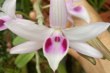 Sững sờ những cây lan giá chục triệu đồng 1 cm; Khóc ròng mua 2,5 kg cua “bị lừa” 1,9 kg dây vải