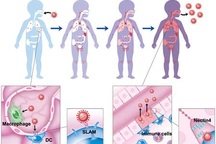 Bạn có thể bị mắc sởi như thế nào?
