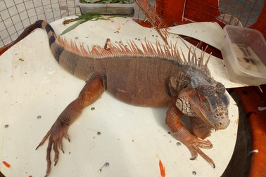 Con vật giống rồng Nam Mỹ hiếm lạ xuất hiện ở Bạc Liêu