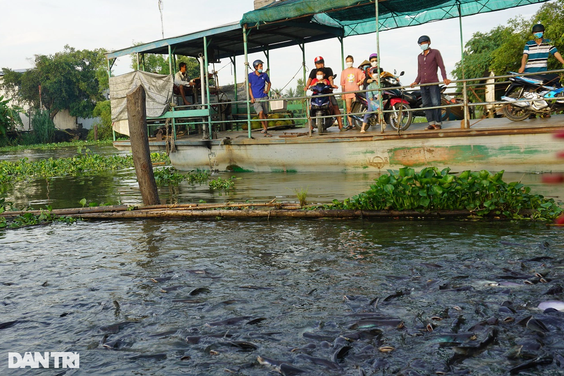 Kỳ lạ đàn cá sông nương tựa cô lái đò, thích được nựng như thú cưng - 2