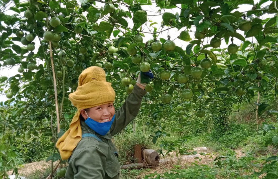 Chuyện lạ Tây Bắc: Chanh mà lại ngọt, quả vàng treo khắp núi đồi thu về tiền tỷ - 3 Chuyện lạ Tây Bắc: Chanh mà lại ngọt, quả vàng treo khắp núi đồi thu về tiền tỷ - 3