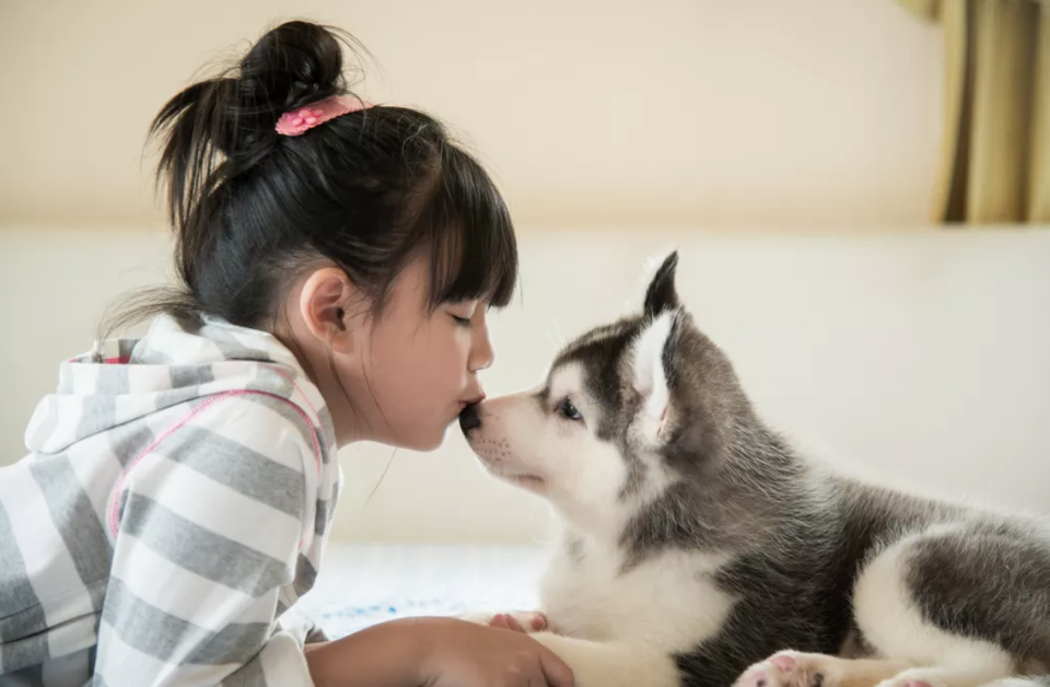 Tại sao mũi chó lại lạnh? - 1 Tại sao mũi chó lại lạnh? - 1