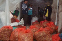 Lá ớt, lá chuối xuất ngoại đổi tiền tỷ