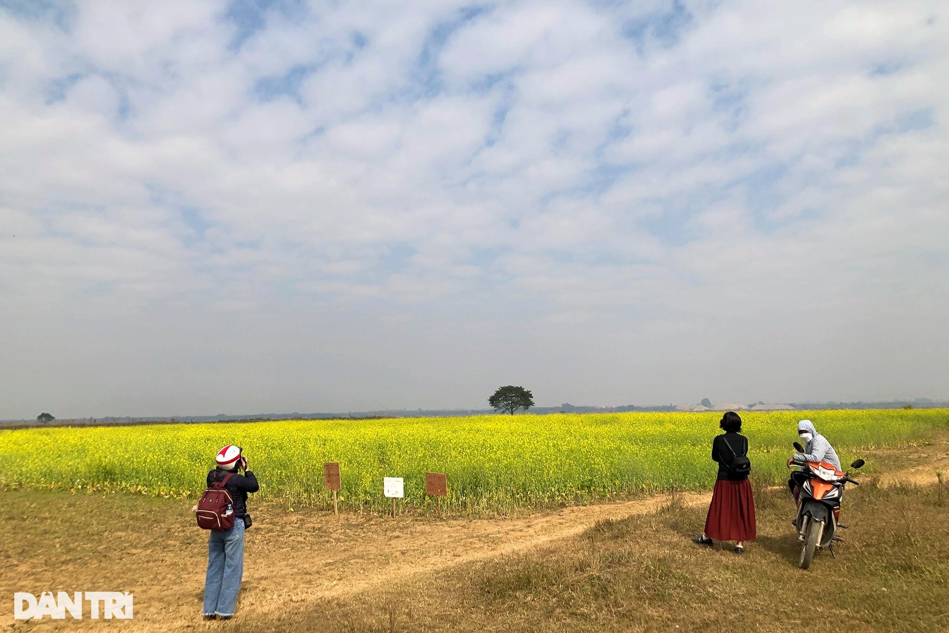 Ruộng hoa cải đẹp ven sông Hồng thất thu vì dịch, cấm khách ra vào chụp ảnh - 6
